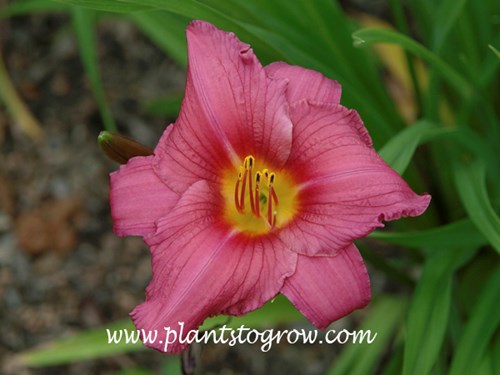 Daylily Summer Wine
24 inches tall
light wine with greenish yellow throat
dormant diploid
(Wild 1973).